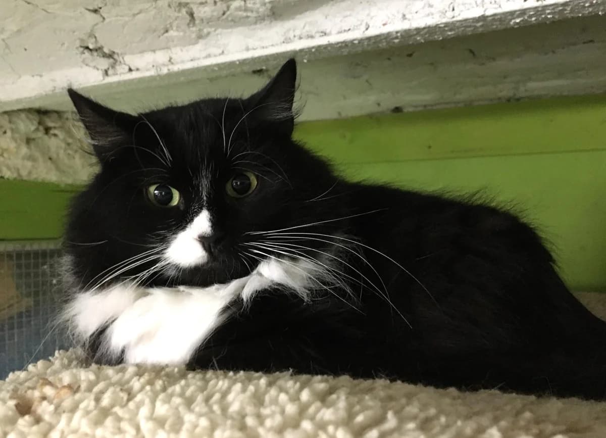 Trésor, female 4yo Mixed Breed for adoption at Refuge Natur