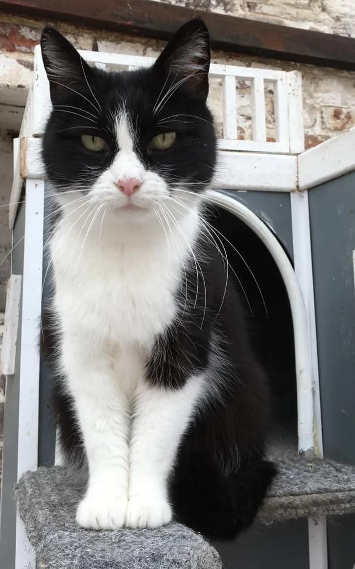 Wisky, female senior Mixed Breed for adoption at Refuge Natur