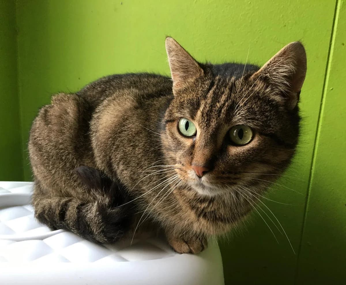 Nina, female 3yo Mixed Breed for adoption at Refuge Natur
