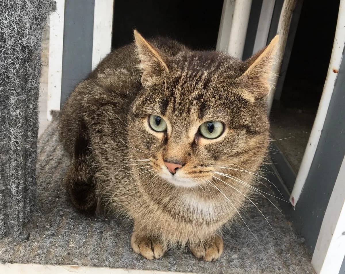 Néo, male Mixed Breed for adoption at Refuge Natur