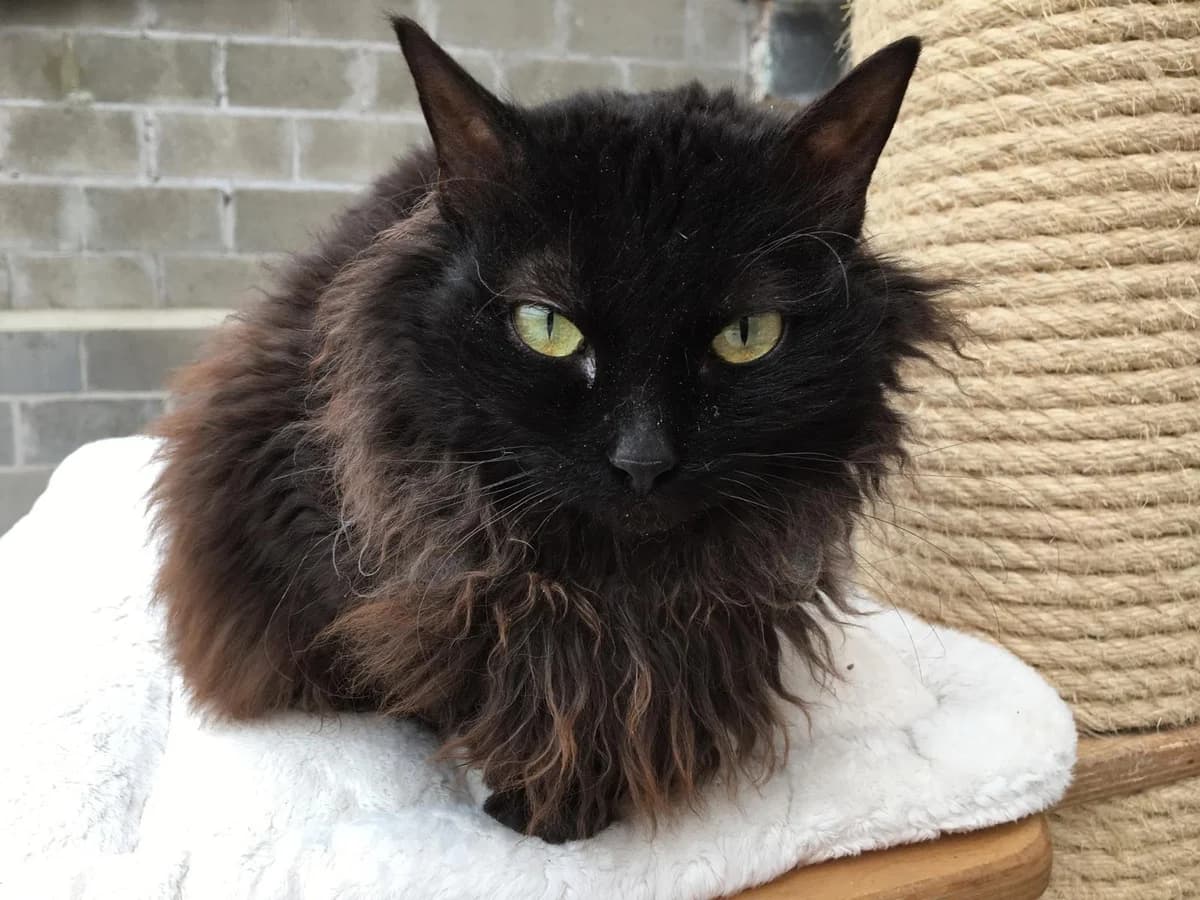 Diamond, female Mixed Breed for adoption at Refuge Natur