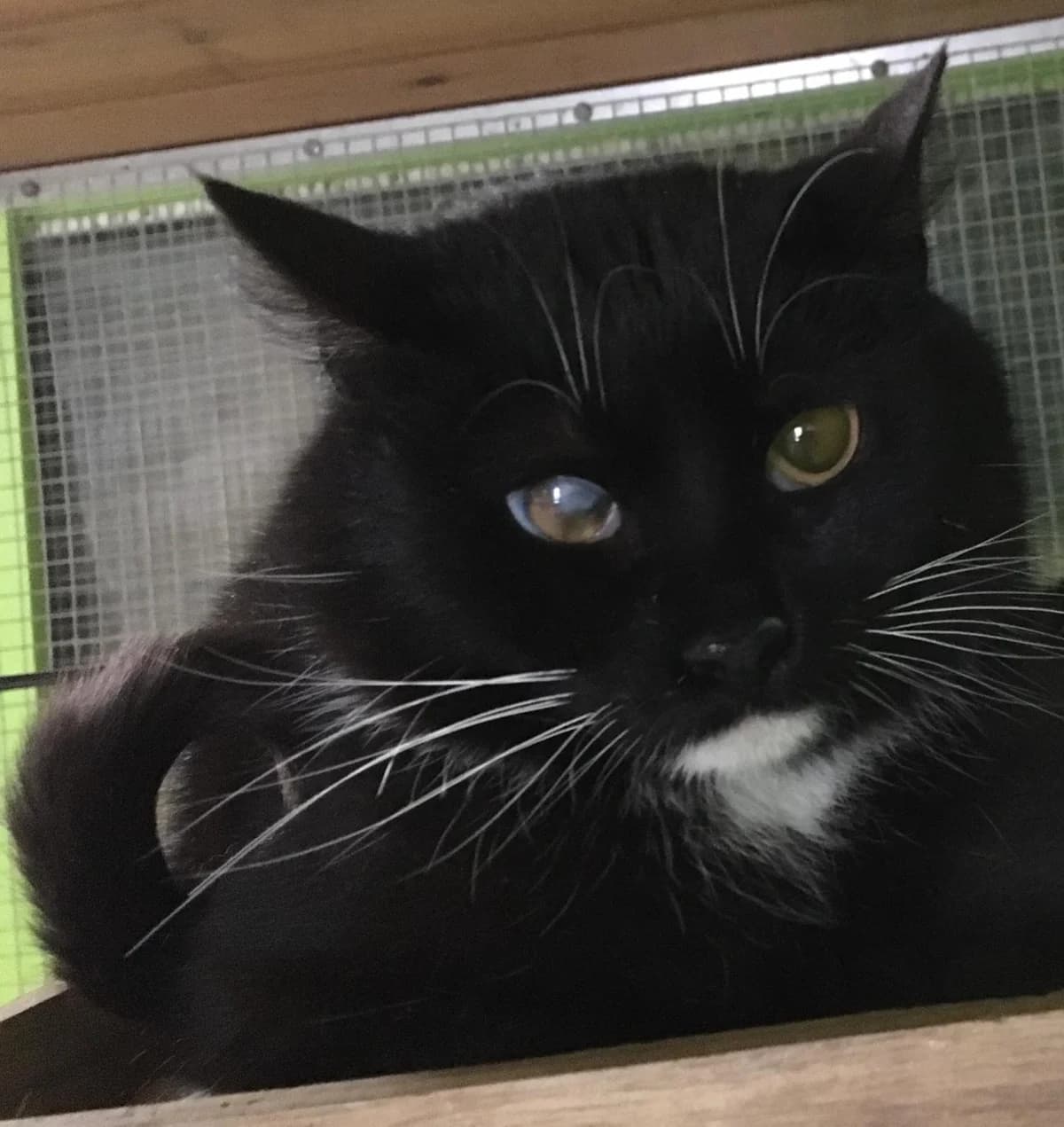 Iris, female Mixed Breed for adoption at Refuge Natur