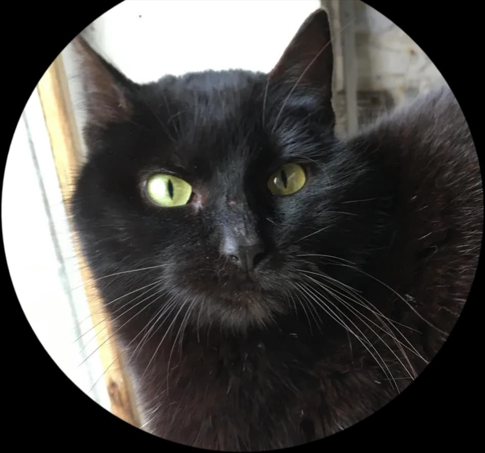 Bao, female Mixed Breed for adoption at Refuge Natur