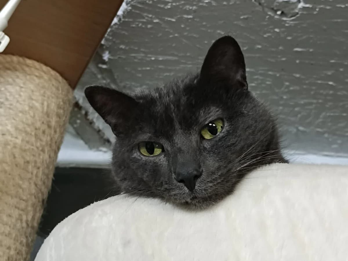 Lorenz, male 5yo Mixed Breed for adoption at Refuge Natur