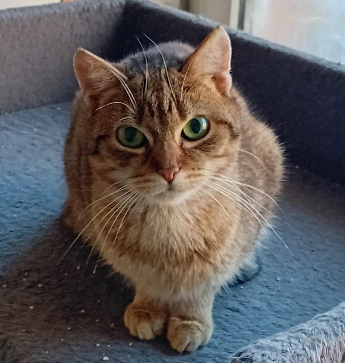 Lili, female Mixed Breed for adoption at Refuge Natur