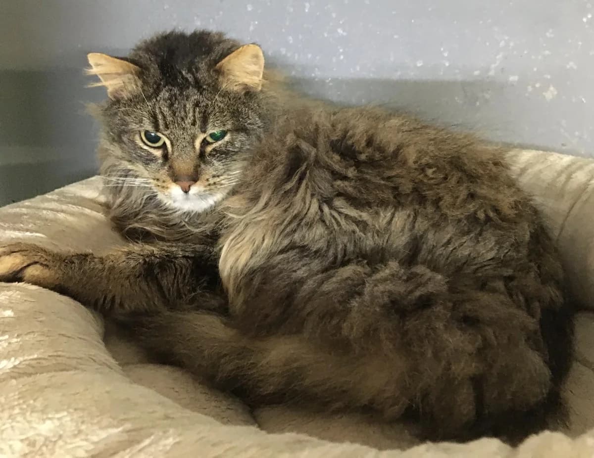 Oscar, male 6yo Mixed Breed for adoption at Refuge Natur