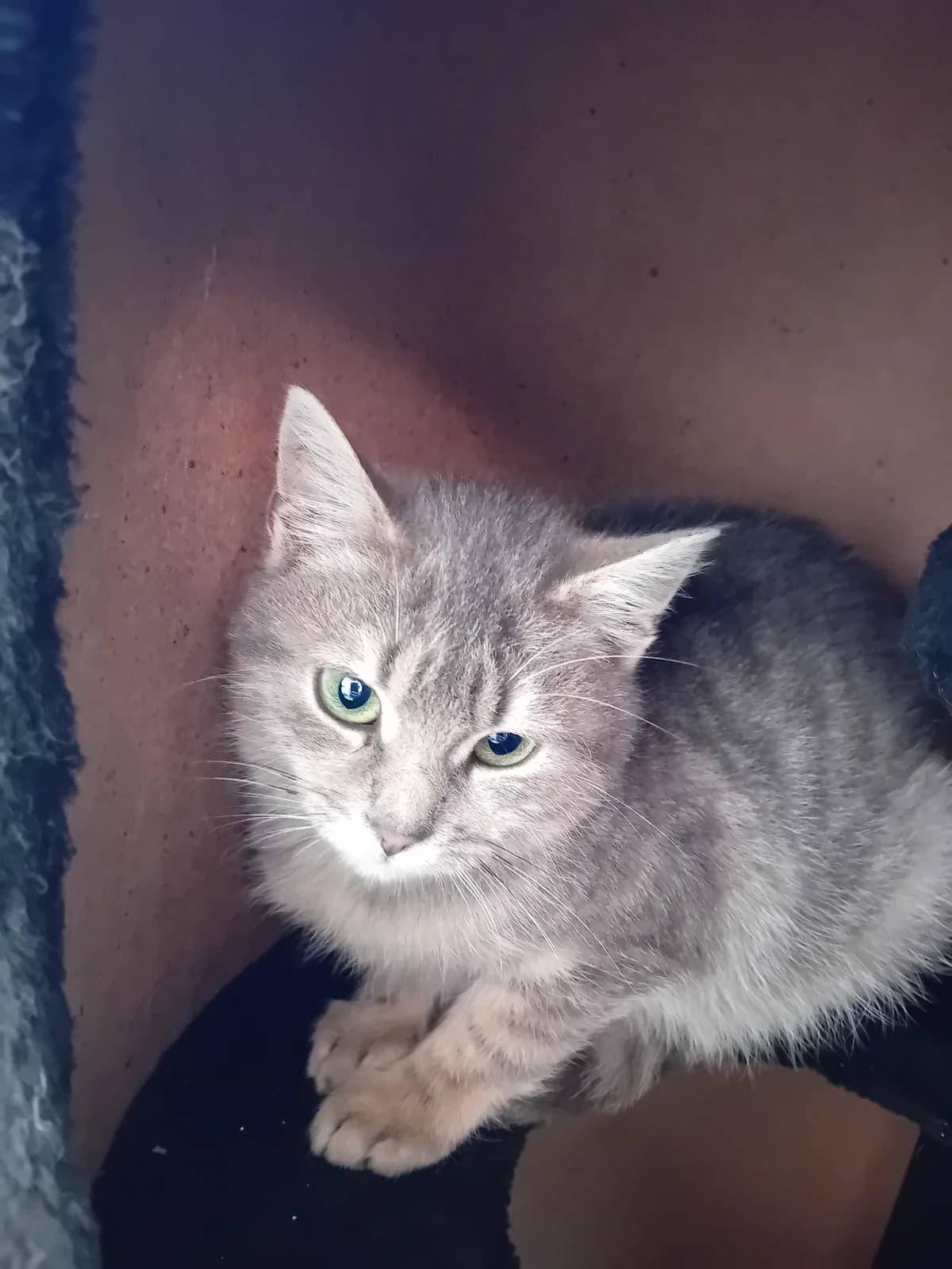 Dehlia, female young Mixed Breed for adoption at Refuge Natur