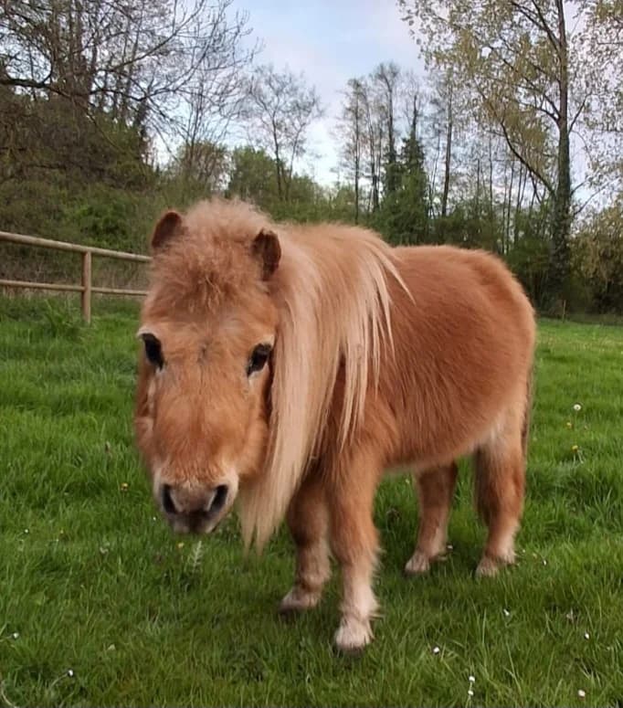 Quick, male Mixed Breed for adoption at Refuge Natur