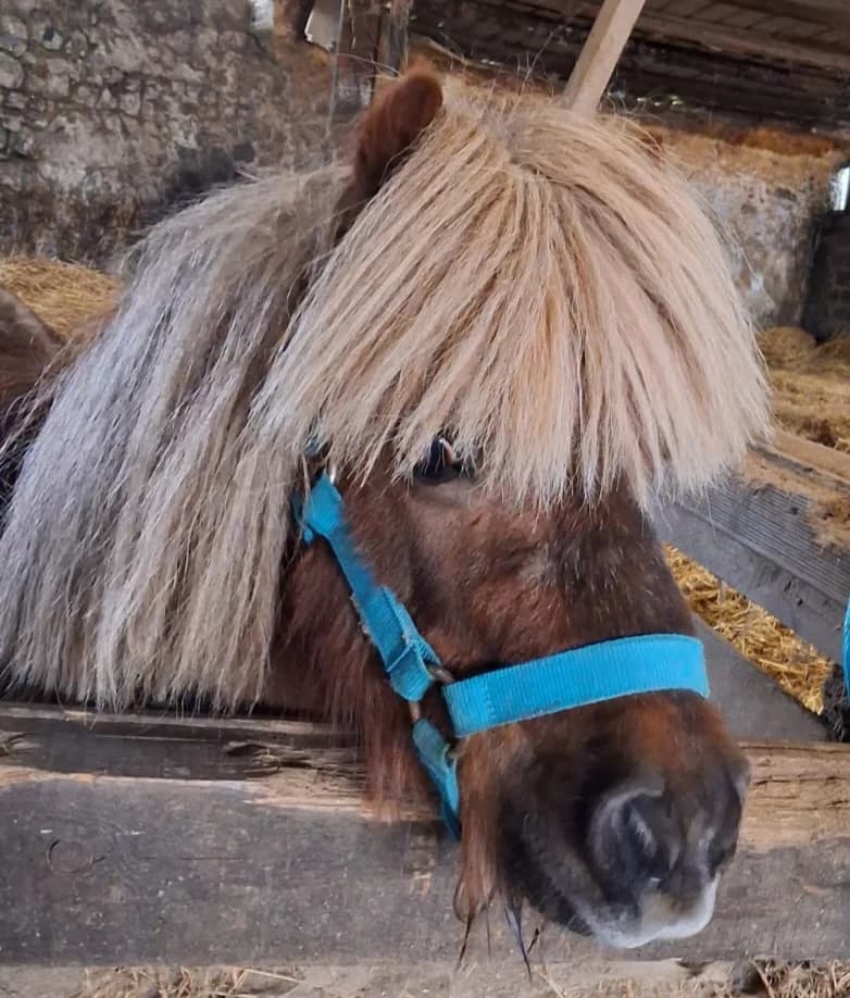 Ice T, male Mixed Breed for adoption at Refuge Natur