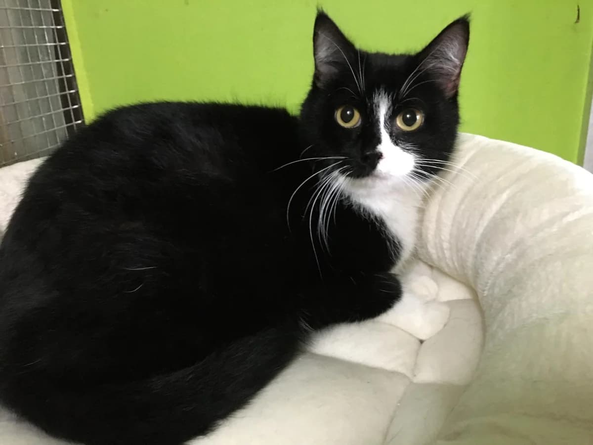 Kali, female Mixed Breed for adoption at Refuge Natur