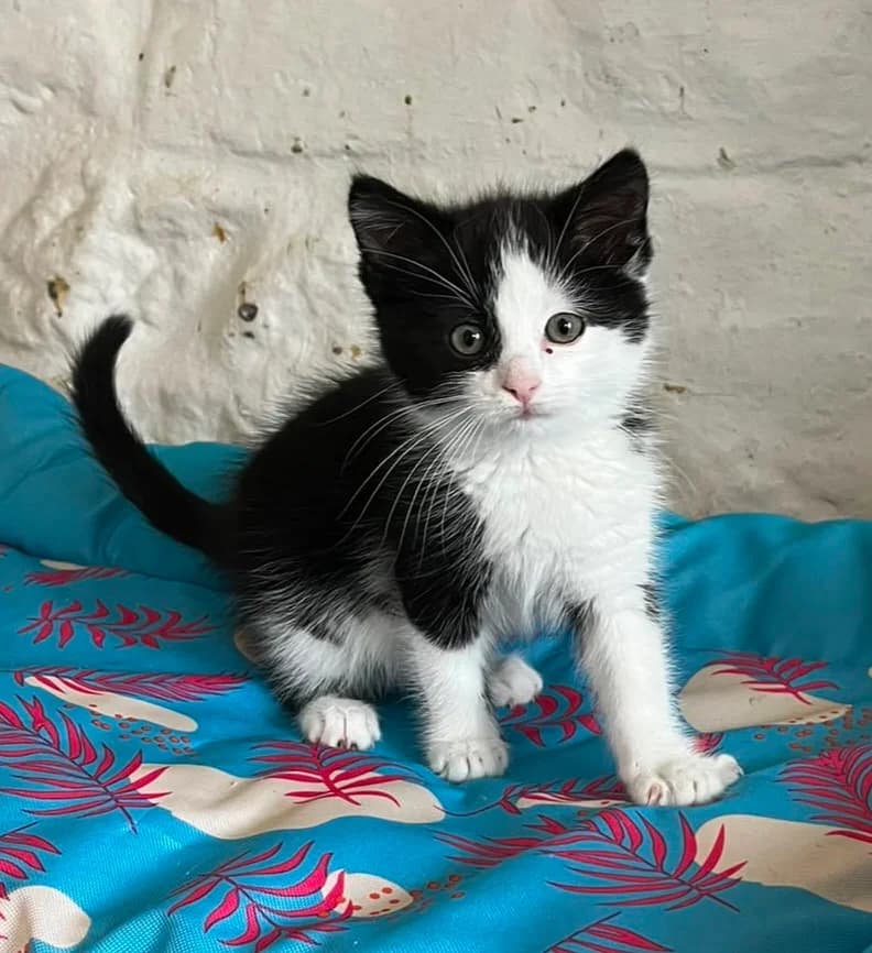 Vita, female puppy Mixed Breed for adoption at Refuge Natur