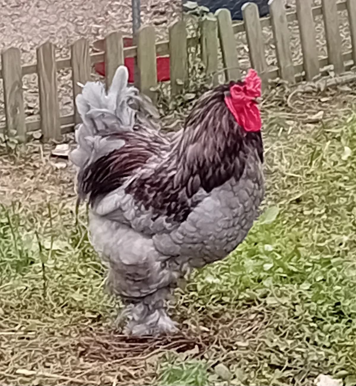 Silver, male young Mixed Breed for adoption at Refuge Natur