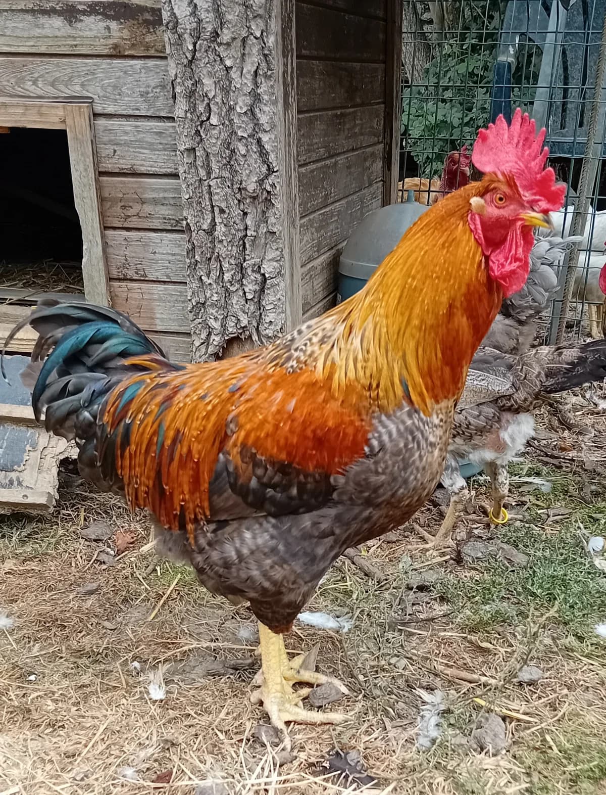 Bertrand, male young Mixed Breed for adoption at Refuge Natur