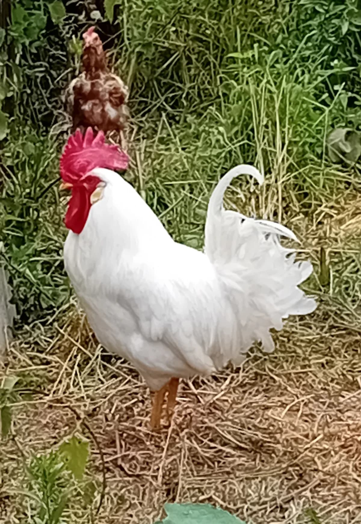 coq leghorn, male young Mixed Breed for adoption at Refuge Natur