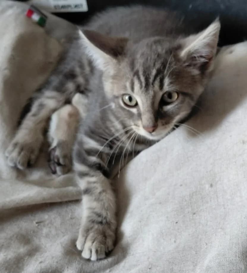 jazz, male Mixed Breed for adoption at Refuge Natur