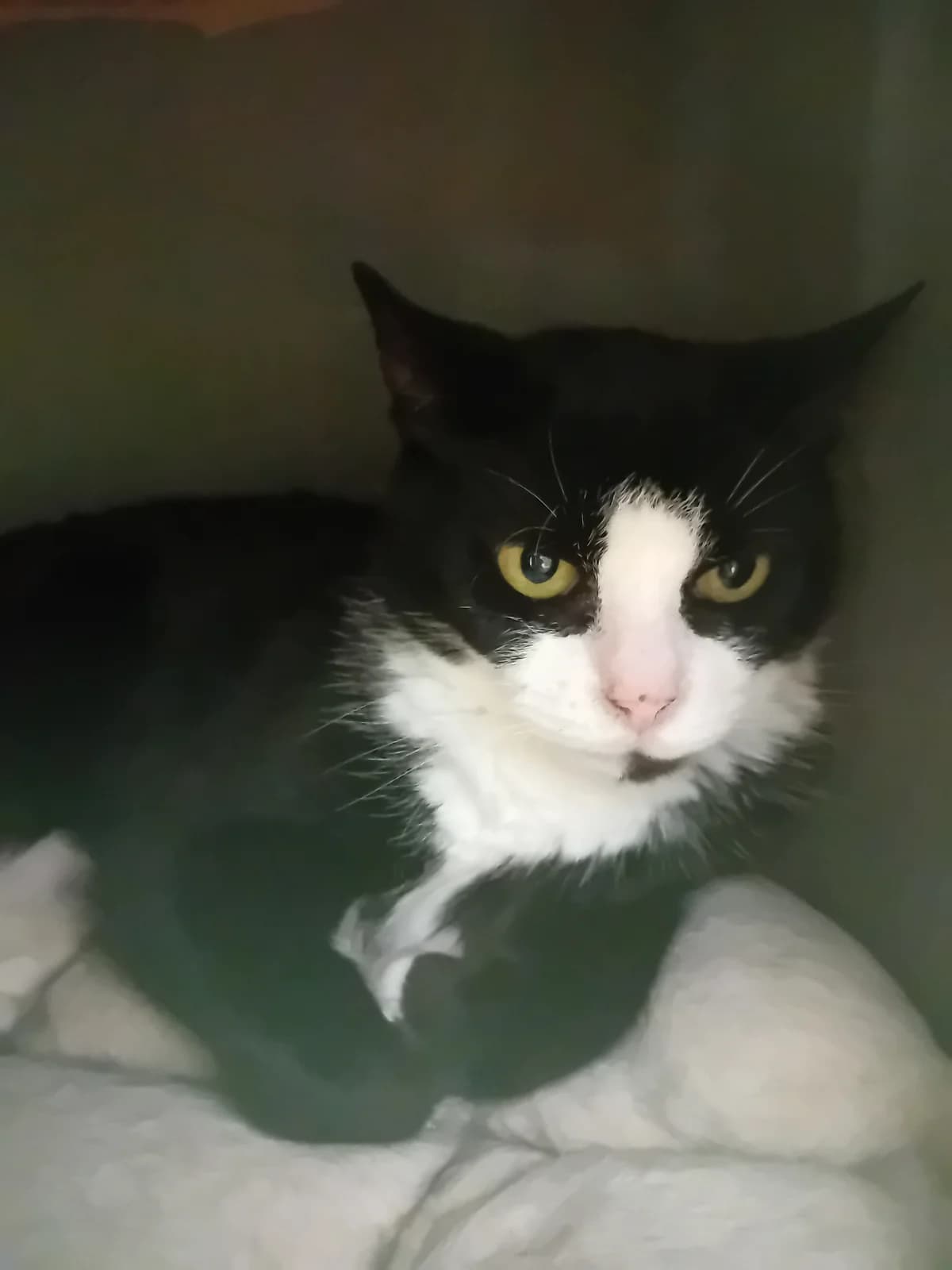 Floki, Mixed Breed (Refuge Natur)