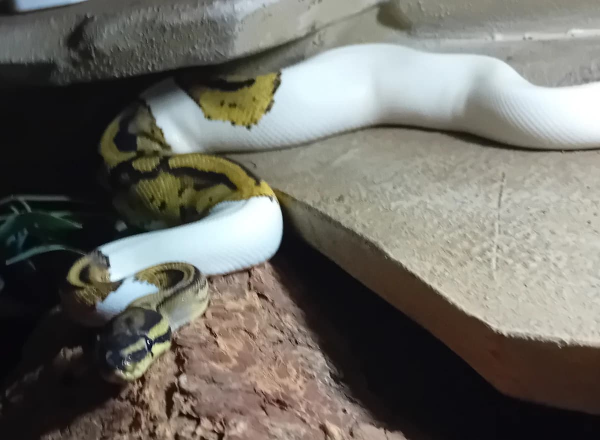 python piebald, male young Mixed Breed for adoption at Refuge Natur
