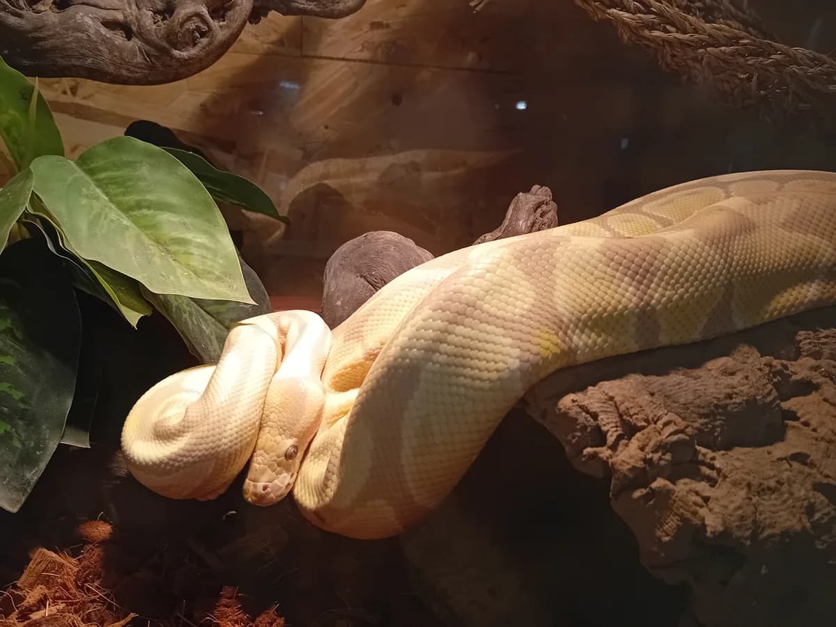 python borgne spinner blast belly orange Dream, female 7yo Mixed Breed for adoption at Refuge Natur