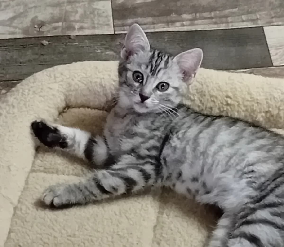 Silver, male Mixed Breed for adoption at Refuge Natur