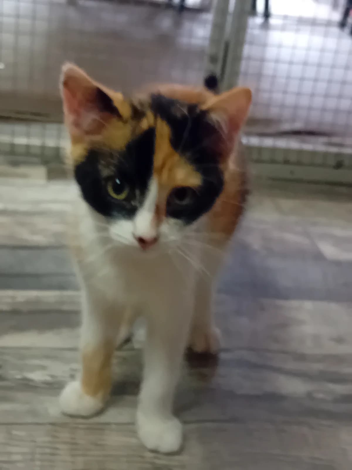 tricolore, female Mixed Breed for adoption at Refuge Natur