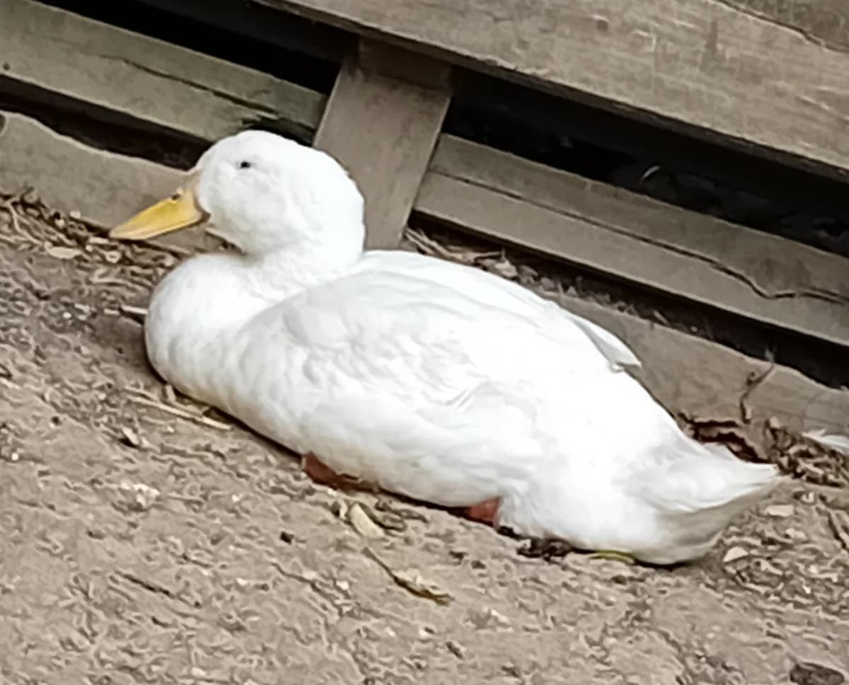 saturnin, male young Mixed Breed for adoption at Refuge Natur