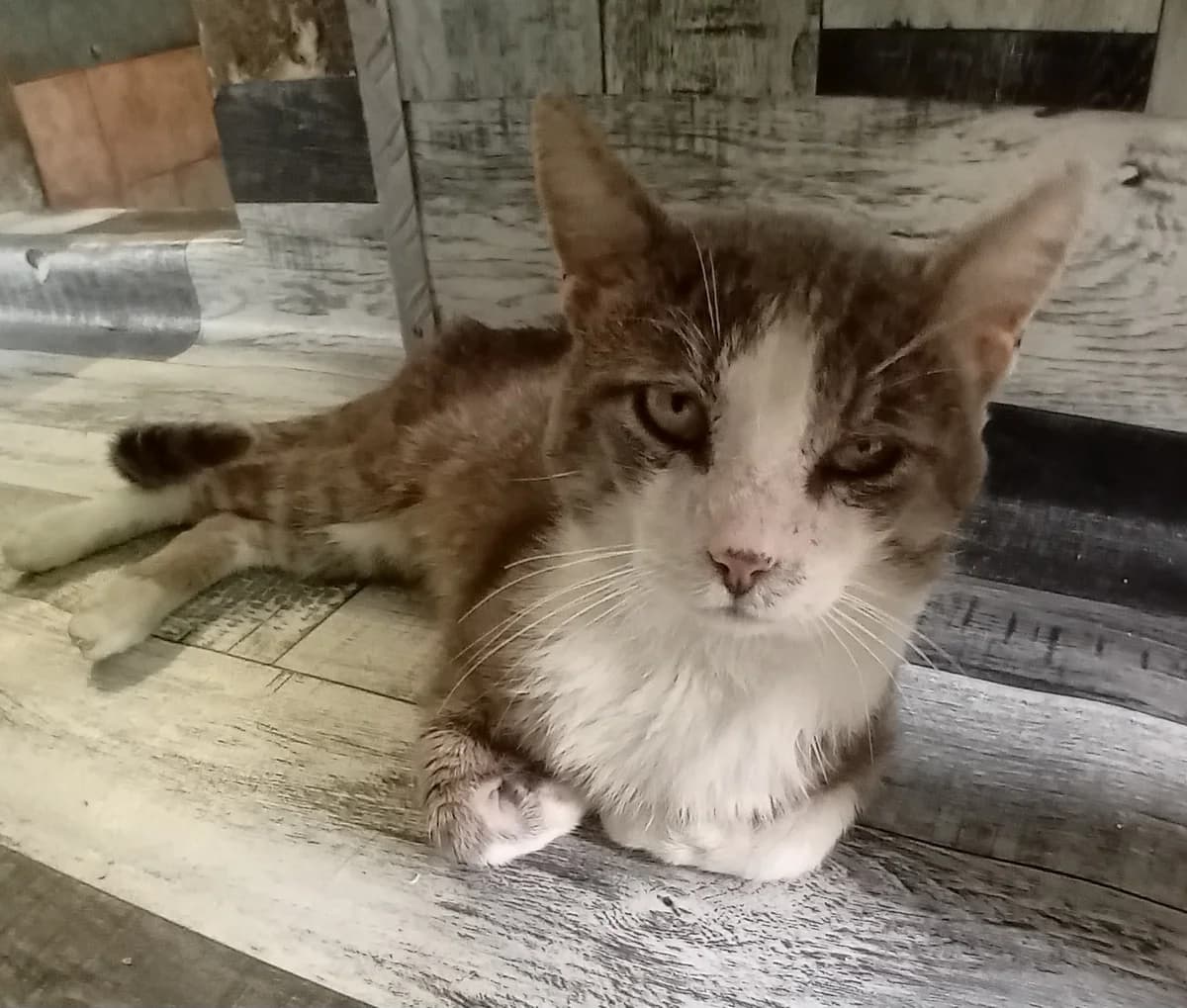 Gaston, Mixed Breed (Refuge Natur)