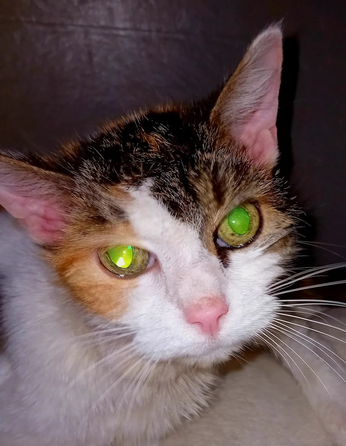 Kate, Mixed Breed (Refuge Natur)