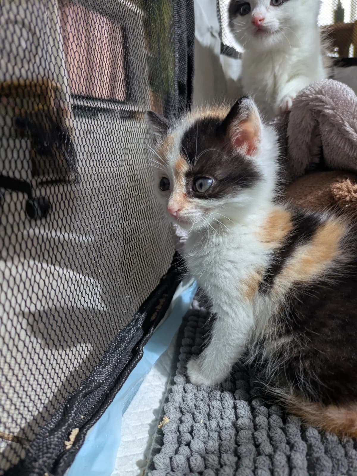 Elin, female Mixed Breed for adoption at Opvang Kato VZW, Bilzen (Limburg)