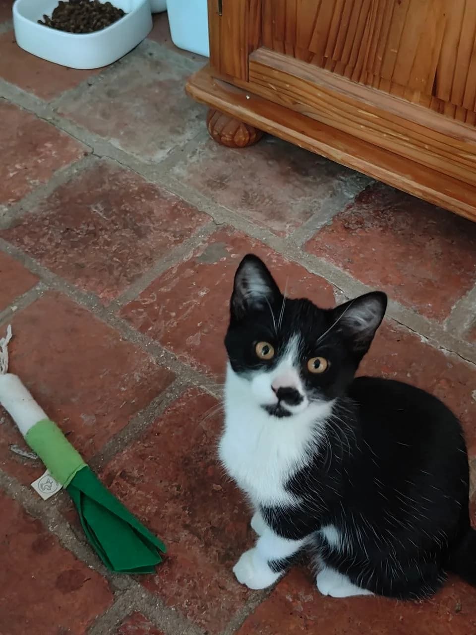 Kniekous, female Mixed Breed for adoption at Opvang Kato VZW, Bilzen (Limburg)
