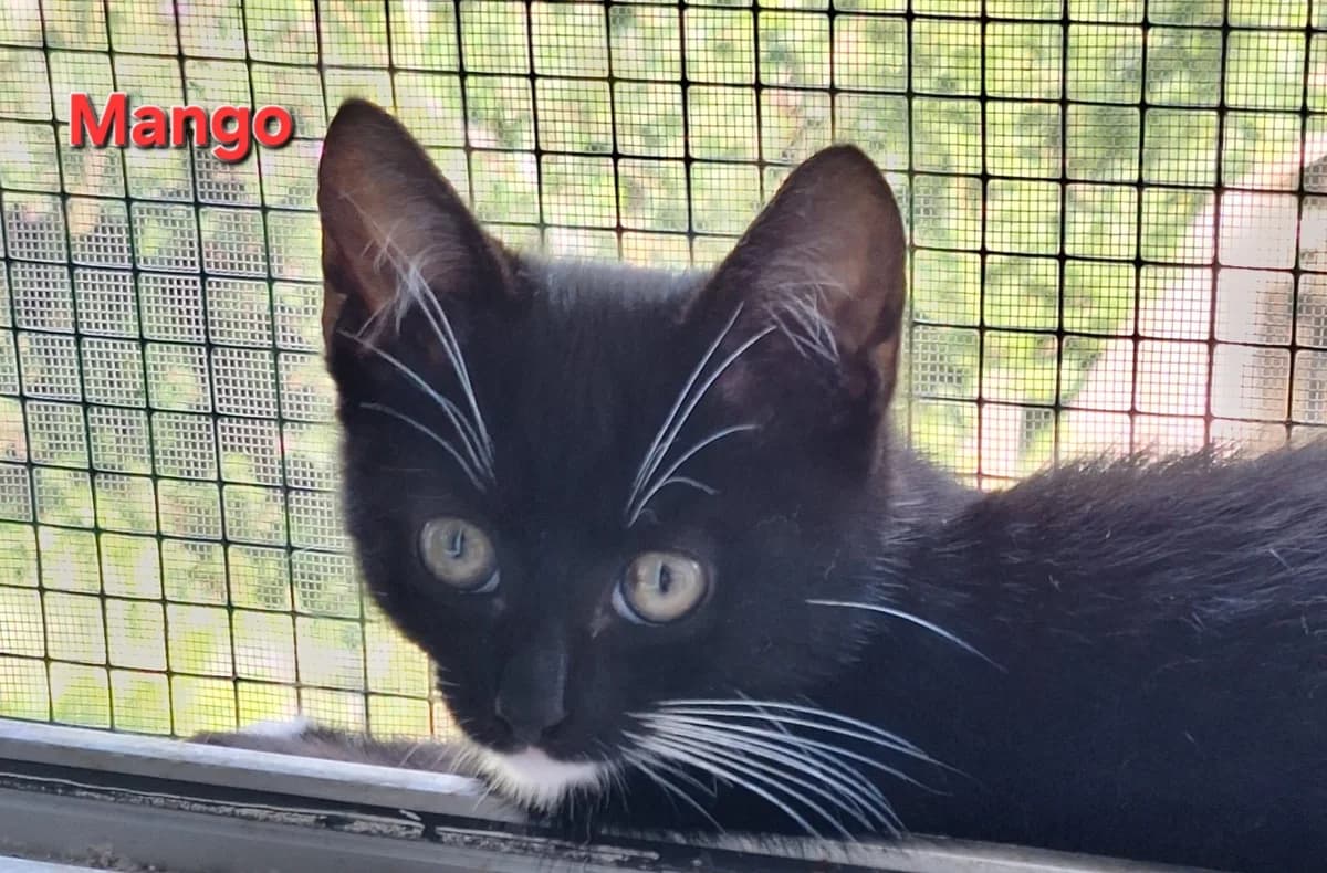 Mango, male Mixed Breed for adoption at Opvang Kato VZW, Bilzen (Limburg)