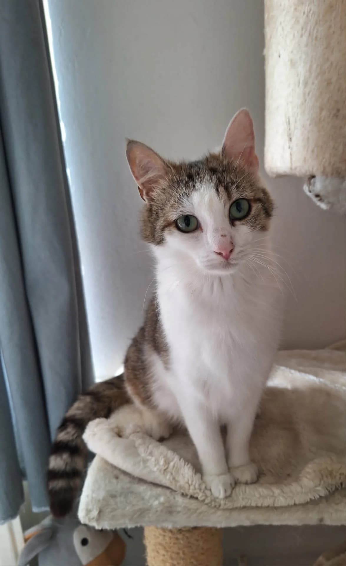 May, female Mixed Breed for adoption at Opvang Kato VZW, Bilzen (Limburg)