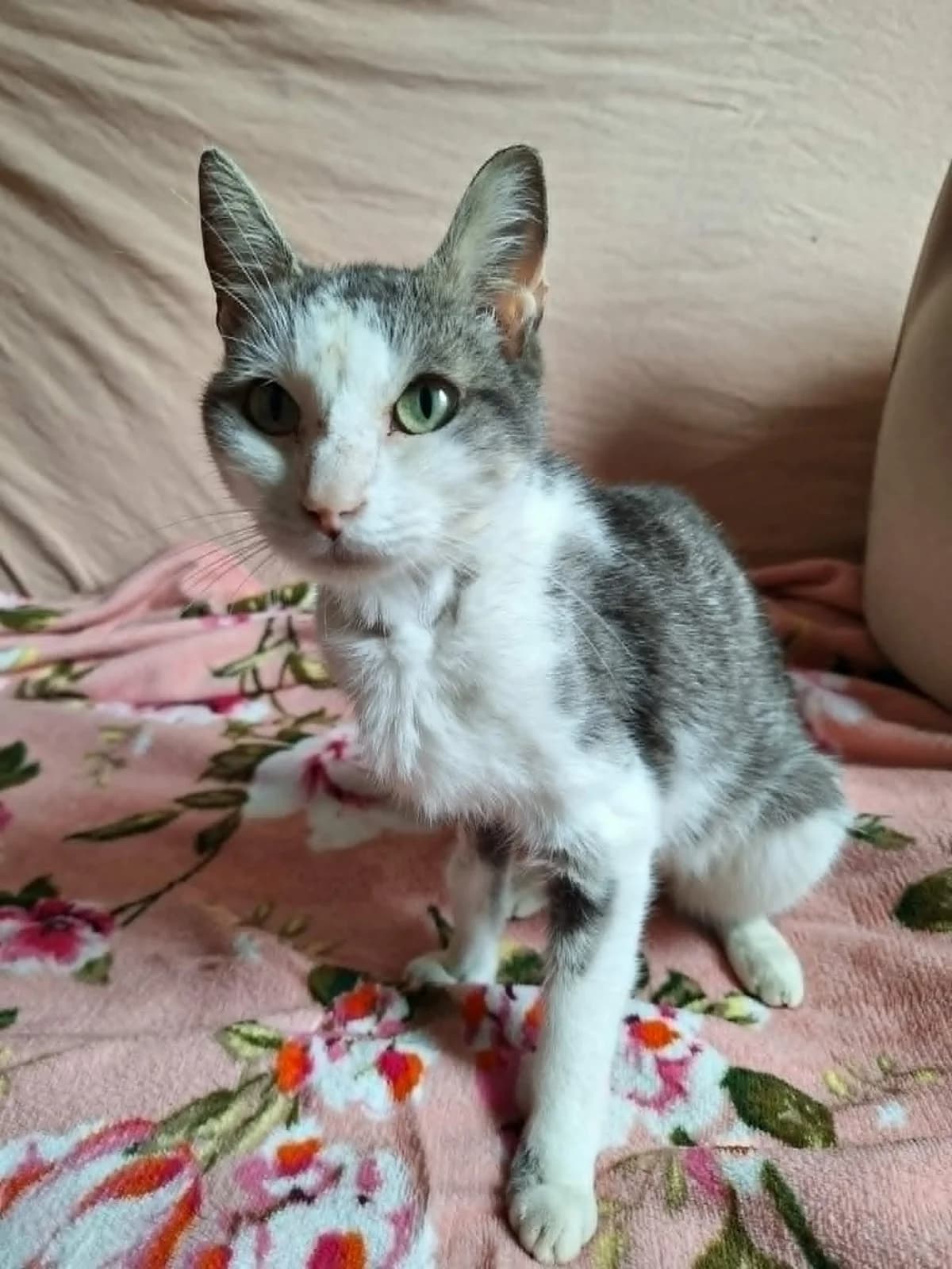 Mirre, female Mixed Breed for adoption at Opvang Kato VZW, Bilzen (Limburg)