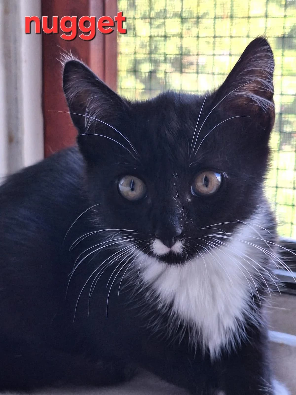 Nugget, male Mixed Breed for adoption at Opvang Kato VZW, Bilzen (Limburg)