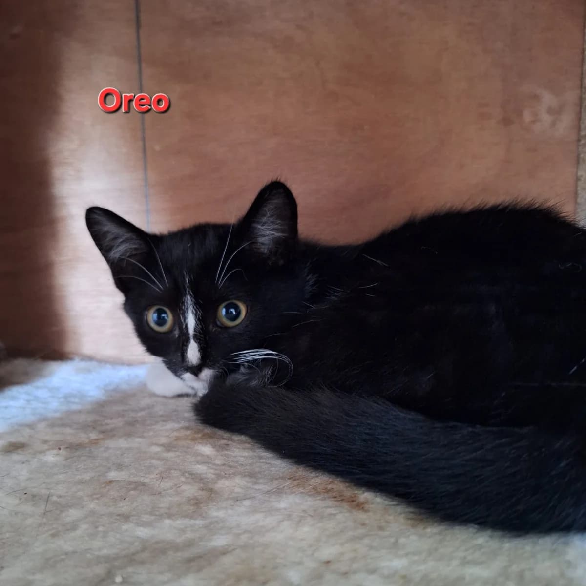 Oreo, female Mixed Breed for adoption at Opvang Kato VZW, Bilzen (Limburg)