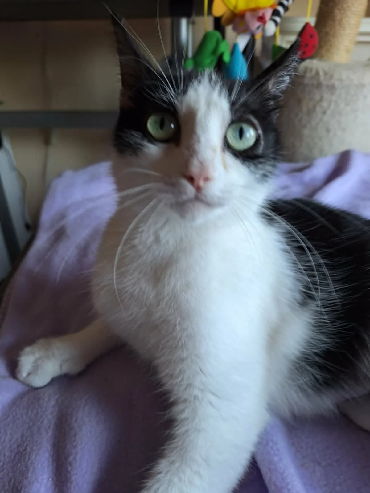 Pumba, female Mixed Breed for adoption at Opvang Kato VZW, Bilzen (Limburg)