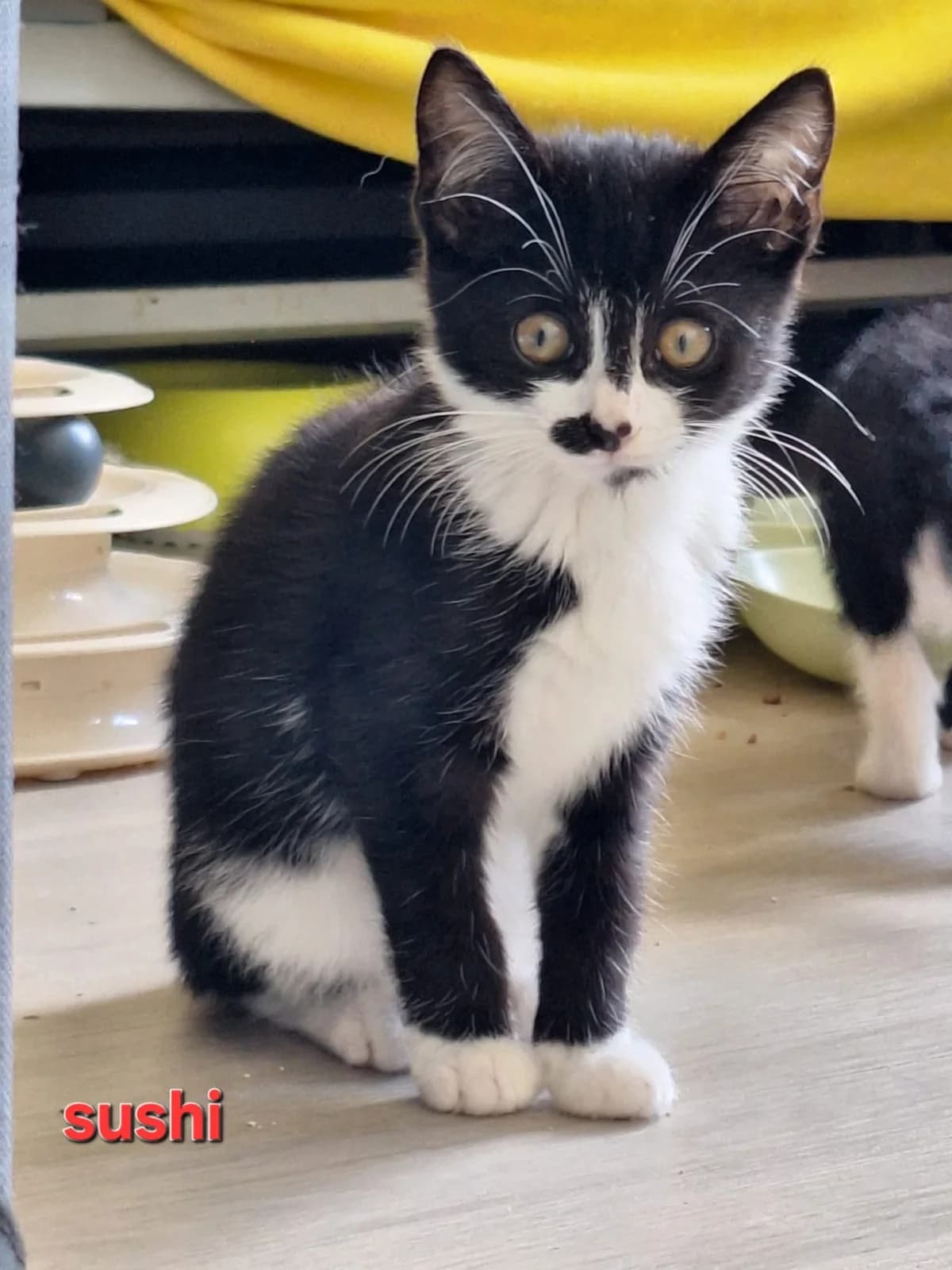 Sushi, male Mixed Breed for adoption at Opvang Kato VZW, Bilzen (Limburg)