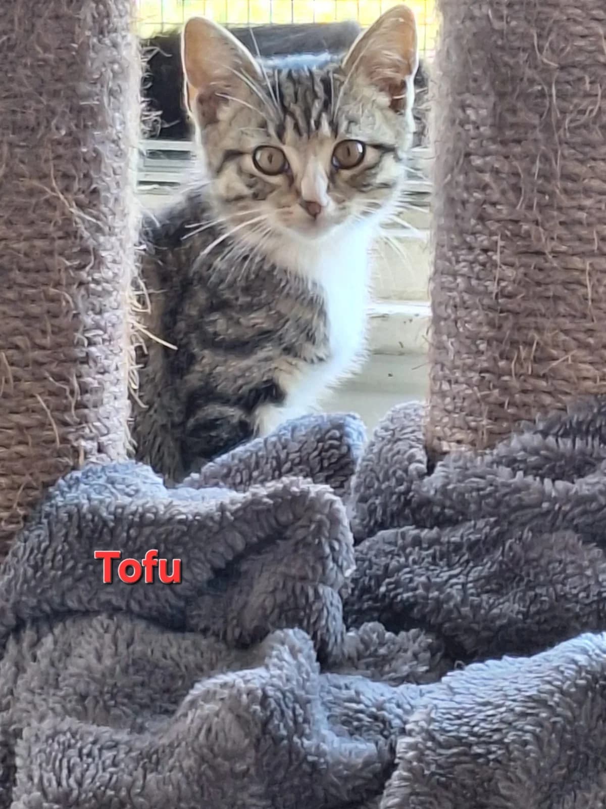 Tofu, male Mixed Breed for adoption at Opvang Kato VZW, Bilzen (Limburg)