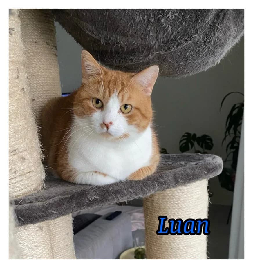 Luan,  Mixed Breed for adoption at Poespartoe VZW, Brugge