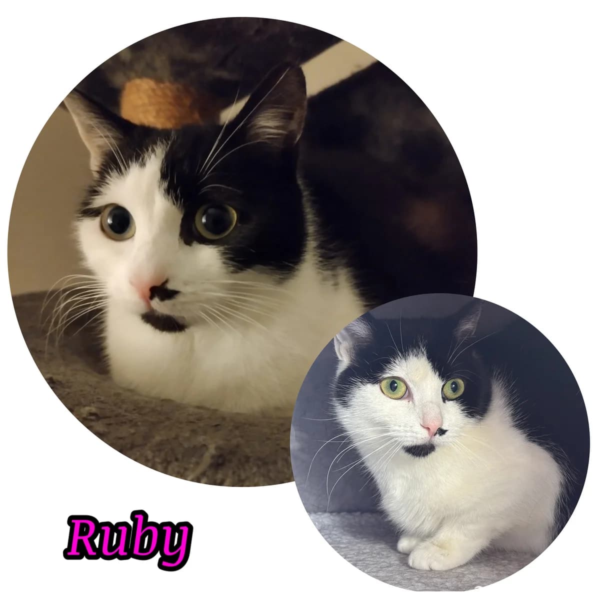 Ruby,  Mixed Breed for adoption at Poespartoe VZW, Brugge