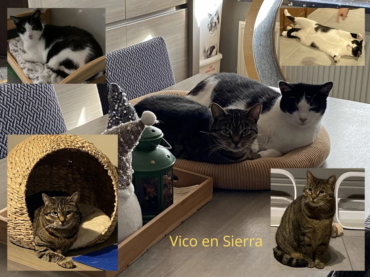 Vico, male Mixed Breed for adoption at Poespartoe VZW, Brugge