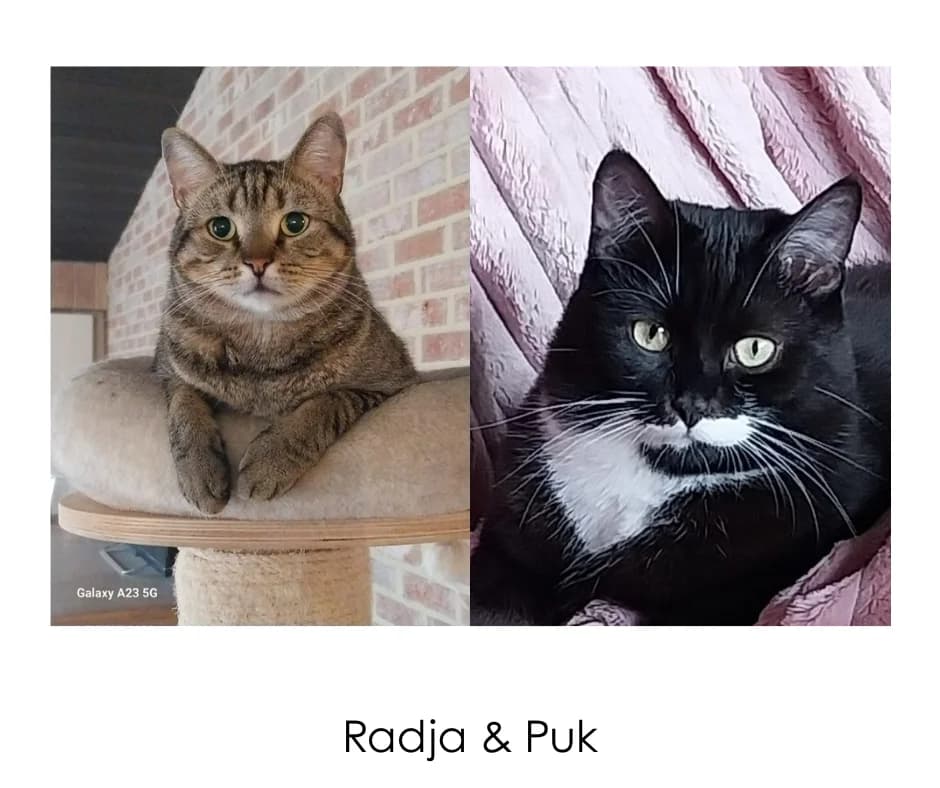 Radja, male 3yo Mixed Breed for adoption at Poezencentrale Vzw