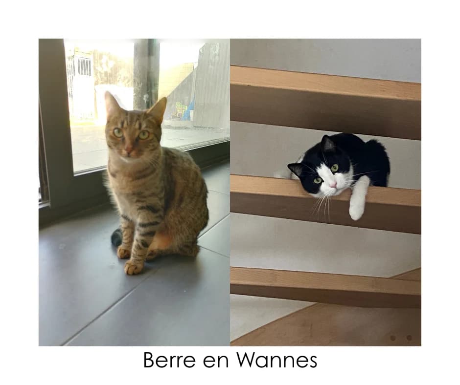 Wannes, male 5yo Mixed Breed for adoption at Poezencentrale Vzw