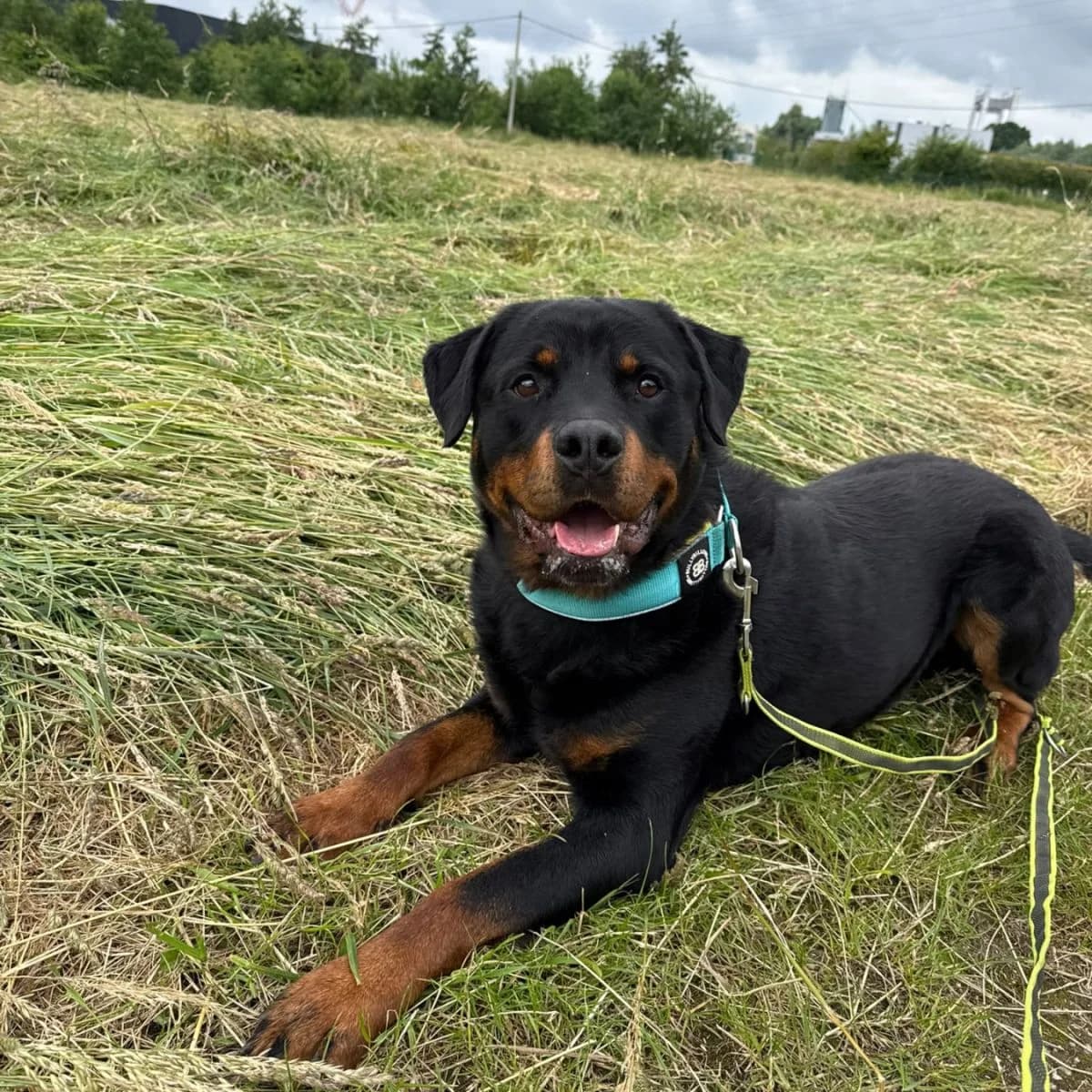 Swe, male 4yo Mixed Breed for adoption at Pootjesparadijs Dierenopvangcentrum Zemst