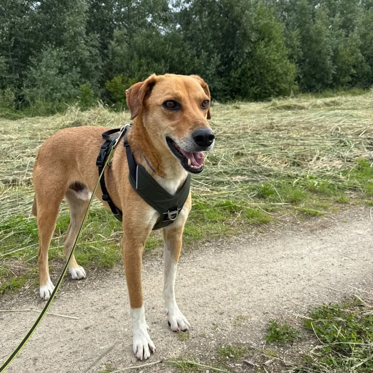 Talas, male 4yo Mixed Breed for adoption at Pootjesparadijs Dierenopvangcentrum Zemst