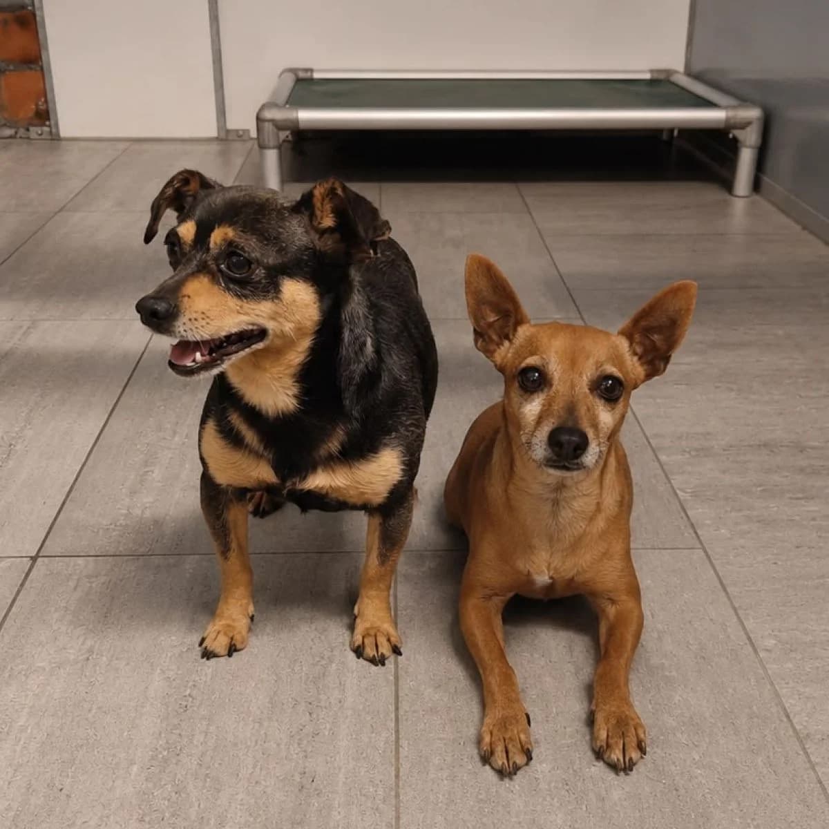 Chihuahua's, female Mixed Breed for adoption at Pootjesparadijs Dierenopvangcentrum Zemst