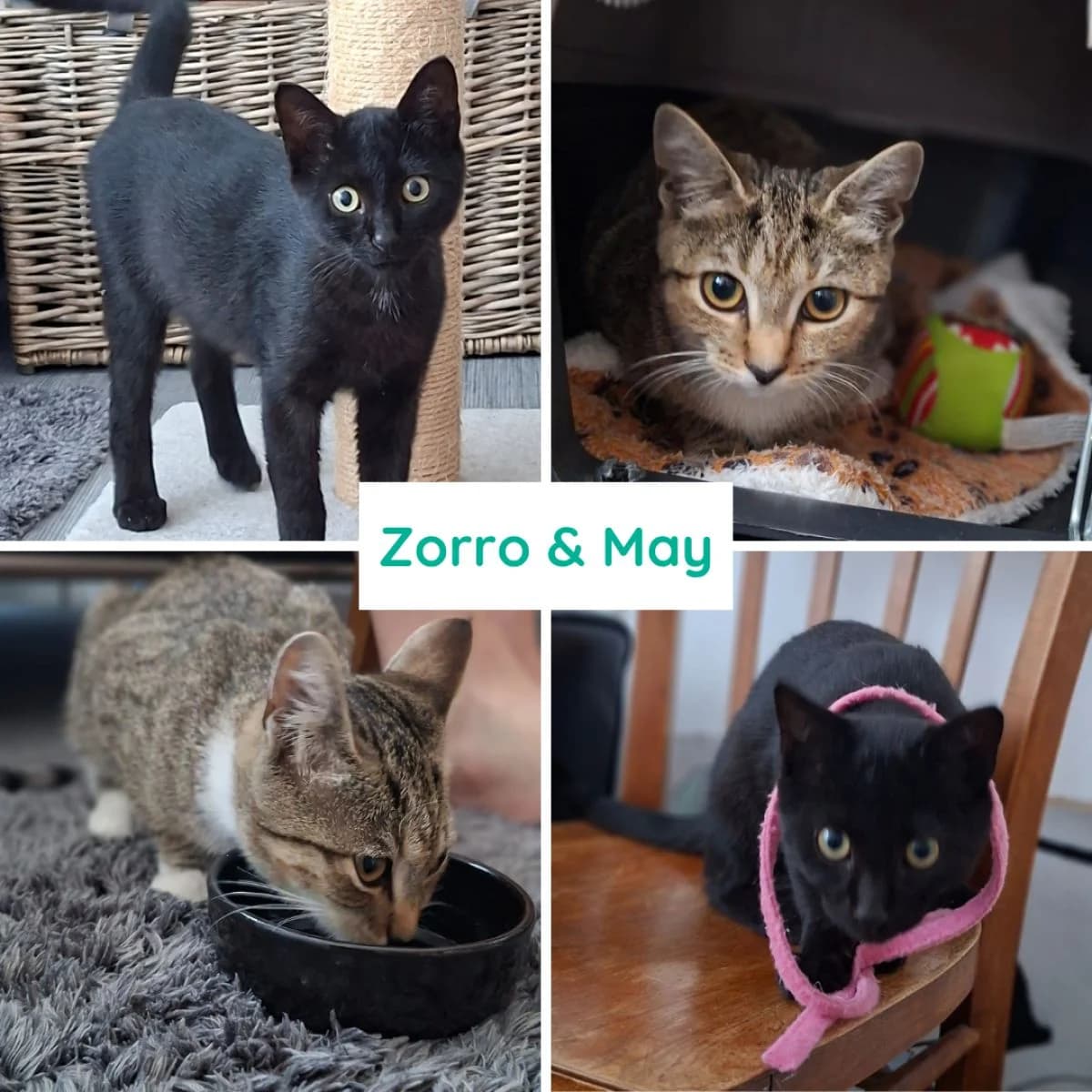 Zorro & May, zwart male puppy Mixed Breed for adoption at Pootjesparadijs Dierenopvangcentrum Zemst