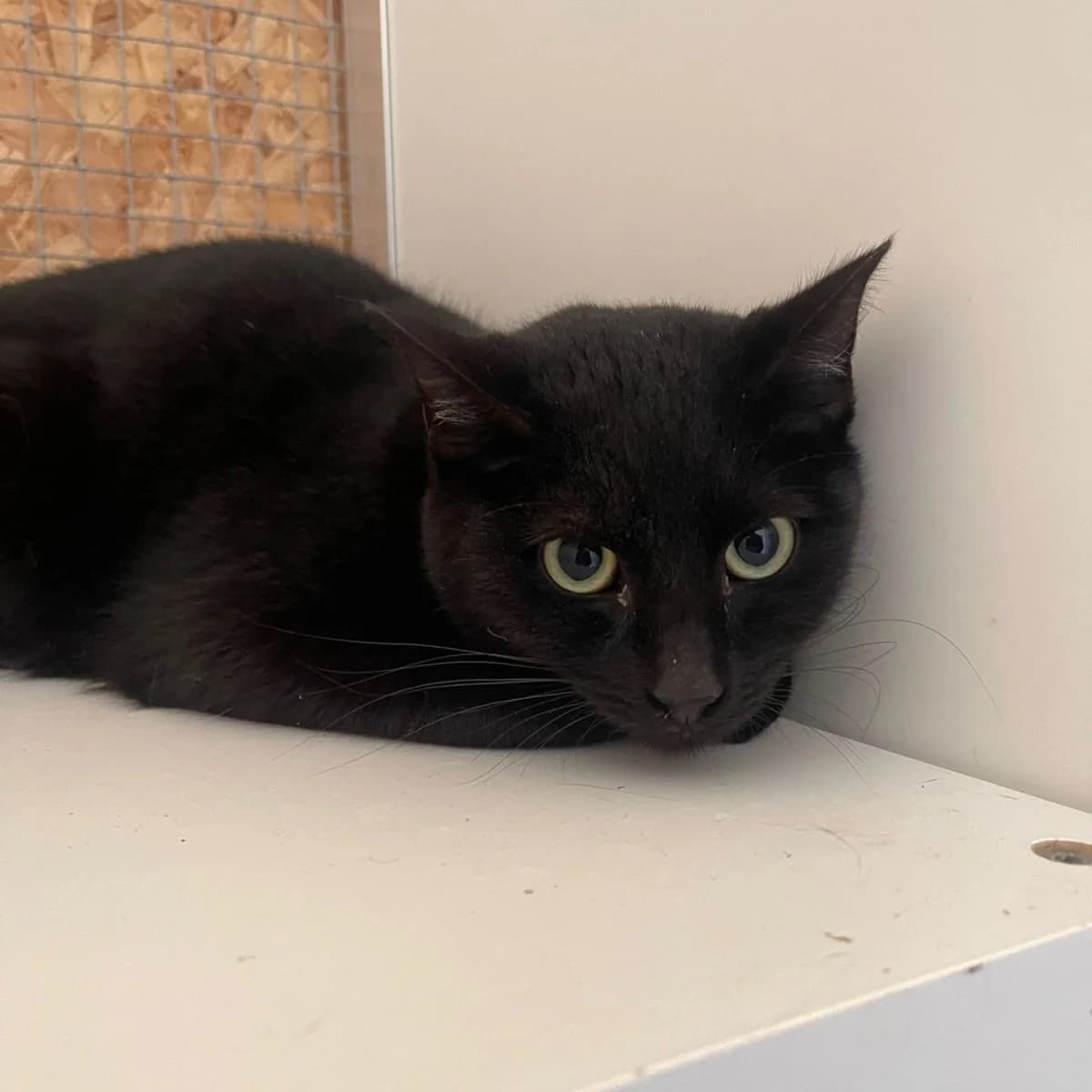 Kia, male Mixed Breed for adoption at Pootjesparadijs Dierenopvangcentrum Zemst