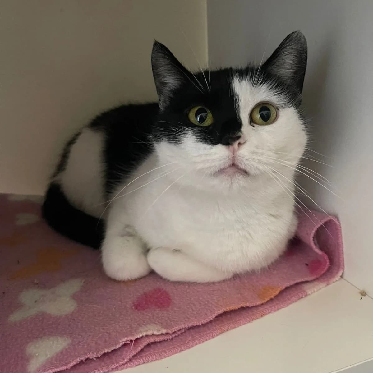 Blanche, female Mixed Breed for adoption at Pootjesparadijs Dierenopvangcentrum Zemst