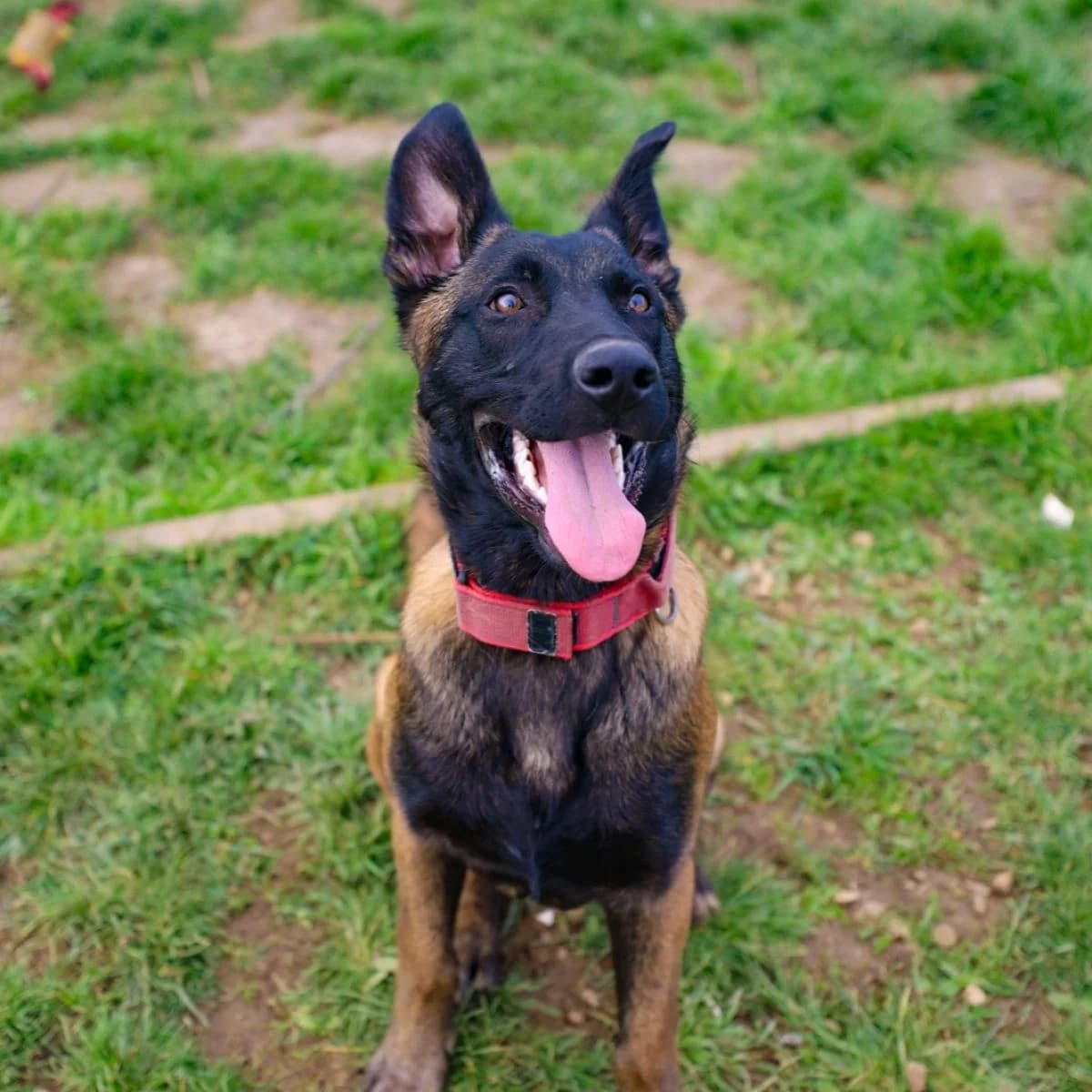Ollie, male Mixed Breed for adoption at Pootjesparadijs Dierenopvangcentrum Zemst