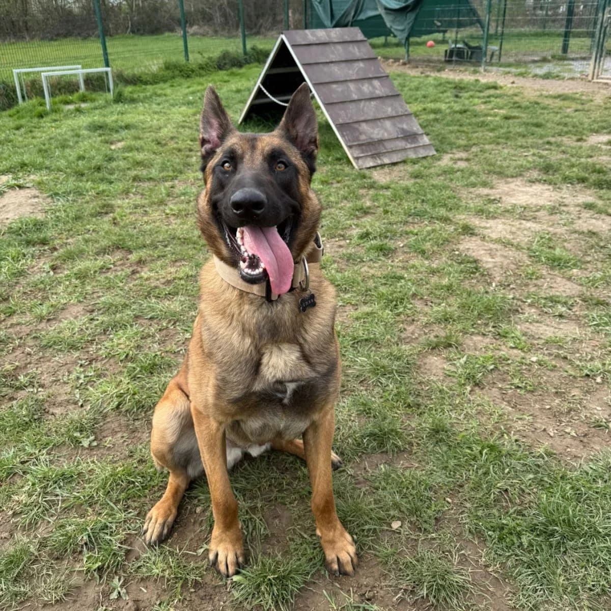 Rambo, male Mixed Breed for adoption at Pootjesparadijs Dierenopvangcentrum Zemst